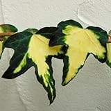 長尺つるもの：ヘデラ・ゴールドハート（アイビー）5号ポット長さ1.5m10株セット[吸着登はん・壁面緑化に][常緑性]