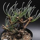 Othonna protecta - Caudiciform - 50 seeds