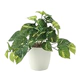 観葉植物 造花 「フレッシュポトスS 25cm」 光触媒(空気清浄) インテリアグリーン 鉢植え