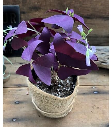 ananさん専用 ＊ Hoya ＊ ホヤ ＊ inflata ananさん専用 ＊ Hoya ＊ ホヤ ＊ inflata - メルカリ