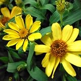 ジニア：プロフュージョン イエロー3号ポット 4株セット ノーブランド品