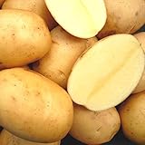 国華園　秋植えじゃがいも種球　さんじゅう丸P　1kg【※発送が国華園からの場合のみ正規品です】