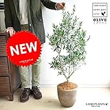LAND PLANTS オリーブ テラコッタ鉢