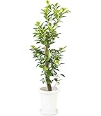 Amazon｜キングパーム 8号 約100cm 指宿産直 グリーン｜観葉植物