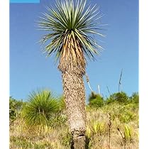 Amazon｜【種子】Beaucarnea/Nolina Nelsonii◇ノリナ