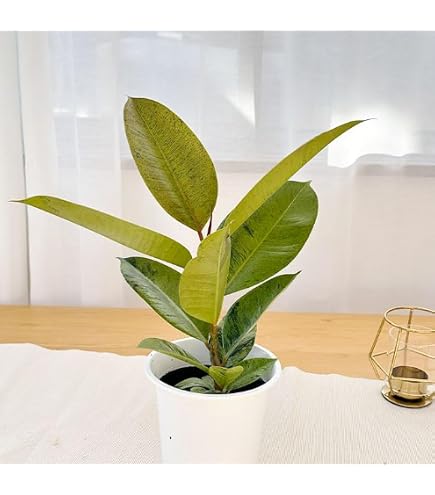 Amazon｜フィカス エラスティカ ジン 2.5-3号苗 ゴムの木 観葉植物