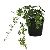 花市場直送便 シュガーバイン 8入