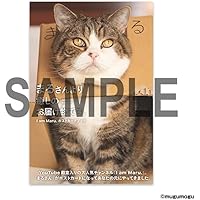 Amazon.co.jp: まるです。猫と暮らすということ。 : mugumogu