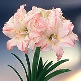 アマリリス八重咲き：アフロダイト（アフロディーテ）1球[春植え球根・豪華な花姿が楽しめる！] ノーブランド品