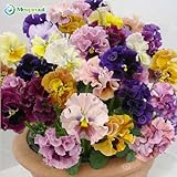 100seeds/pack beautiful pansy seeds Mix Color Wavy Viola Tricolor Flower Seeds bonsai potted DIY hom