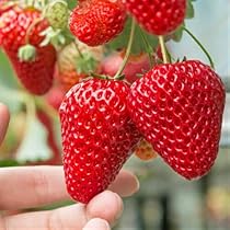 いちご苗　あかねっ娘　50株 511o7HihkjL._AC_UL210_SR210,