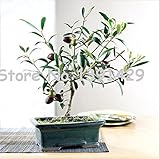 20pcs / bag Olive Bonsai tree (Olea Europaea) Seeds, Mini Olive Tree, Olive Bonsai Fresh Exotic Tree