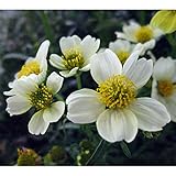 ウインターコスモス（ビデンス）：ホワイトキューピット3号ポット 3株セット ノーブランド品