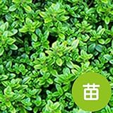 ゴールデン タイム 【苗】 ９ ｃｍ ポット ＜当店は 苗 種 鉢 培養土 ニーム の専門店＞