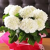 母の日 あじさい シュガーホワイト 白 鉢花 フラワーギフト プレゼント 鉢花 紫陽花 アジサイ