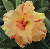 40 Fresh seedsアデニウム アラビカム オベスム 砂漠のバラ種子(40粒)塊根植物種子Adenium obesum Desert Roses seeds no169-DOUBLE-YELL