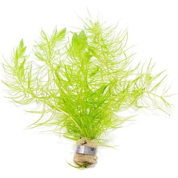 Amazon 水草 国産マツモ 5本 無農薬 Atwell 生体水草 通販