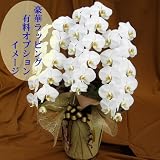 胡蝶蘭販売Net 胡蝶蘭3本