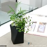 (観葉)ミニ観葉 ホワイトストーン寄せ植え モノトーンツイスト ブラック(1鉢) 本州・四国限定[生体]