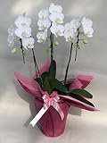 FRESH FLWOER GIFT!! WHITE PHALAENOPSIS(AMBILIS)FOR ANNIVERSARY,BIRTHDAY,WEDDING,HOUSE WARMING, LOVE&