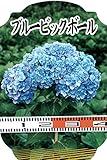 あじさい 苗 【 ブルービッグボール 】 ポット苗 ホンアジサイ アジサイ 紫陽花 庭木 落葉樹 低木