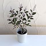 西洋ニンジンボク：パープル4号ポット（ミツバハマゴウプルプレア）[美しいカラーリーフ] ノーブランド品