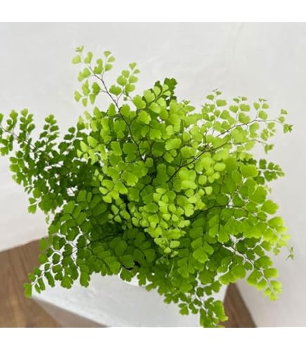 hinanami様確認用 ネフロレピス　スコッチモス hinanami様確認用 ネフロレピス マリサ ① 2025年最新