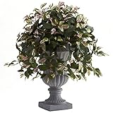 Hoya with Decorative Urn