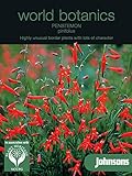 WB 英国ジョンソンズシード Johnsons Seeds world botanics collection Penstemon pinifolius ペンステモン・ピニフォリウス