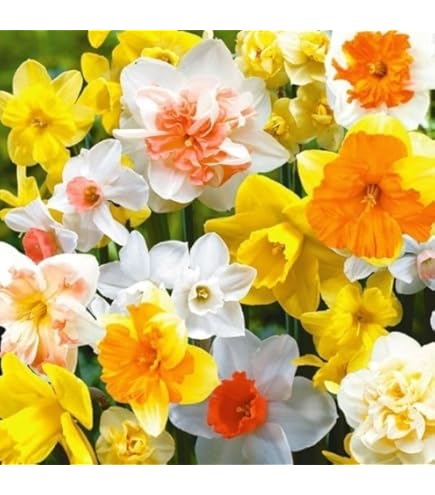 Amazon.co.jp: 水仙 【ラッパ咲き 黄花】 球根 （2球入） （植え付け