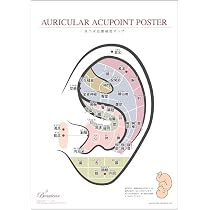 Amazon | Beautear 耳つぼ位置確認ポスター Ver.2 A3 初心者向け 耳介