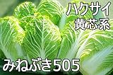 【生産農場直送】 ハクサイ苗 【みねぶき】ハクサイ 葉菜苗 4株入りパック プロ農家も使う葉菜苗 野菜苗 ガーデニング 家庭菜園
