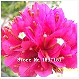 ビッグセールの100pcs /バッグ、ブーゲンビリアの種子、鉢植え、種子、花の種、完全な様々な、出芽率95％、（混合色）