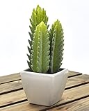 PLATA ディスプレイ 用 ミニ サボテン 【 C 】 人工 観葉植物 グリーンポット YWX135--C