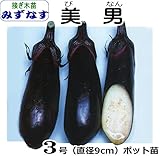 ナス苗　美男みずなす （接ぎ木直径9cmポット苗）３ポットセット