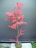 ちしおもみじ 血汐紅葉 全長220CM前後 チシオモミジ 血汐モミジ 苗木
