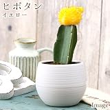 (観葉)サボテン ヒボタン イエロー(1ポット) 本州・四国限定[生体]