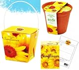 スマイルサンフラワーセット