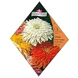 [百日草　花タネ][フランス花の種]ジニア ジャイアントカクタスミックス* ノーブランド品