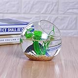 Baoblaze お買い得！　ガラス花瓶　容器　水耕　部屋　水耕栽培　金魚鉢　プランター　オフィス　テラリウム　装飾　贈り物　12cm　2個入り