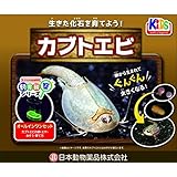 Amazon ニチドウ ディノ伝説 無し 1個 X 1 ニチドウ 観賞魚 水中生物 通販
