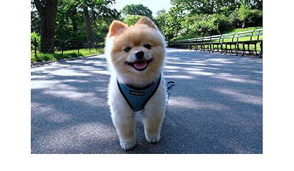 Amazon Co Jp スピッツ壁紙 動物の壁紙 32480 キャンバス ステッカー 印刷 壁紙ポスター はがせるシール式 写真 特大 絵画 壁飾り 90cmx60cm Home Kitchen