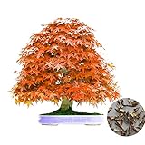 Zhaozhe盆栽種子 メープルツリー 観葉植物 種子盆栽 ホーム＆ガーデンの種子 20種子