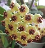 Hoya carnosa yellow-red - Porcelainflower - wax plant - 10 seeds