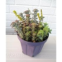 Amazon.co.jp: 多肉植物 クラッスラ 南十字星…寄せ植え＿ : ホビー