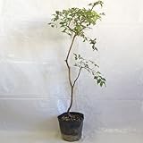 ジャボチカバ苗（小葉種）　実生小苗