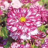 コスモス ダブルクリック　バイカラーバイオレット ３ポットセット コスモス祭り・3つでの価格です！