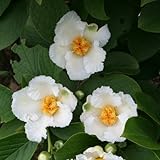 ナツツバキ（夏椿・シャラ）：涼風3.5号2株セット[若木のうちから大輪の花を咲かせるなつつばき] ノーブランド品