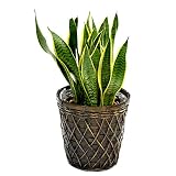 【選べる植物】6号サイズ観葉植物　鉢カバー付 (ローレンチ)