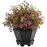 Sedum and Eucalyptus Plant with Planter